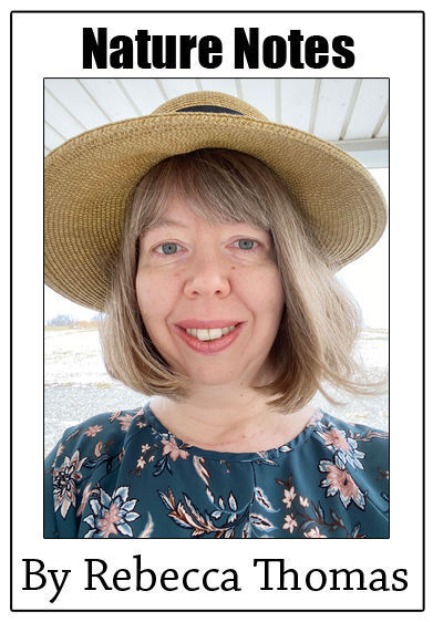 Rebecca Thomas - Nature Notes column head format newest